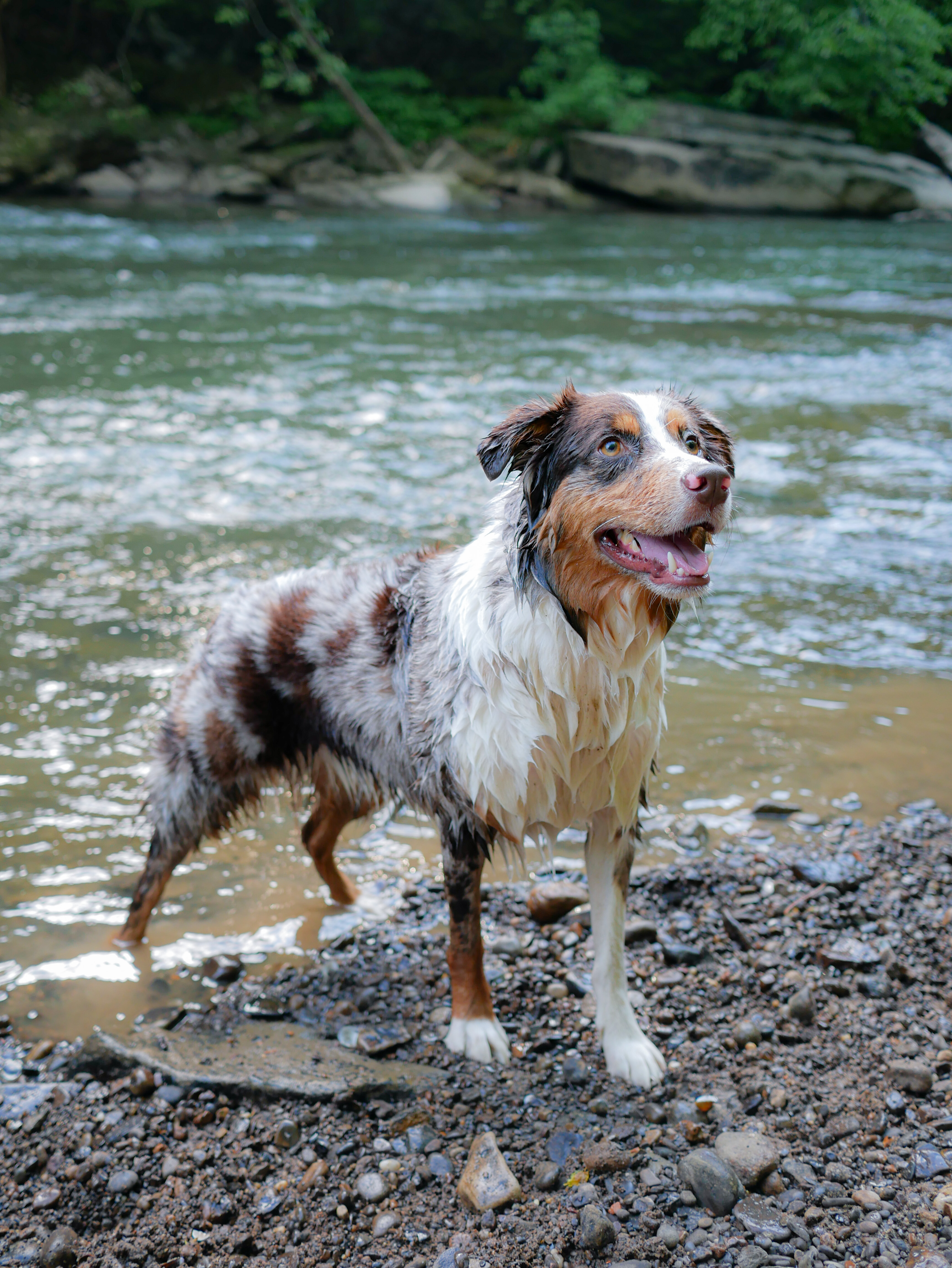Sarah's dog