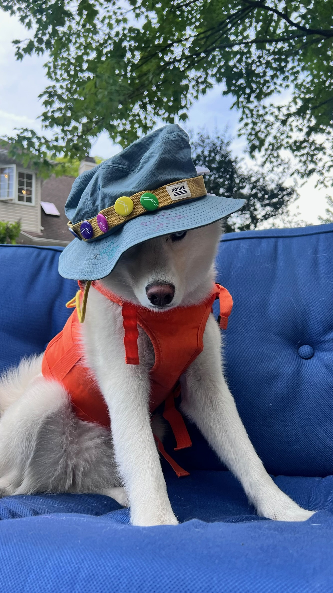 Tiffany's dog