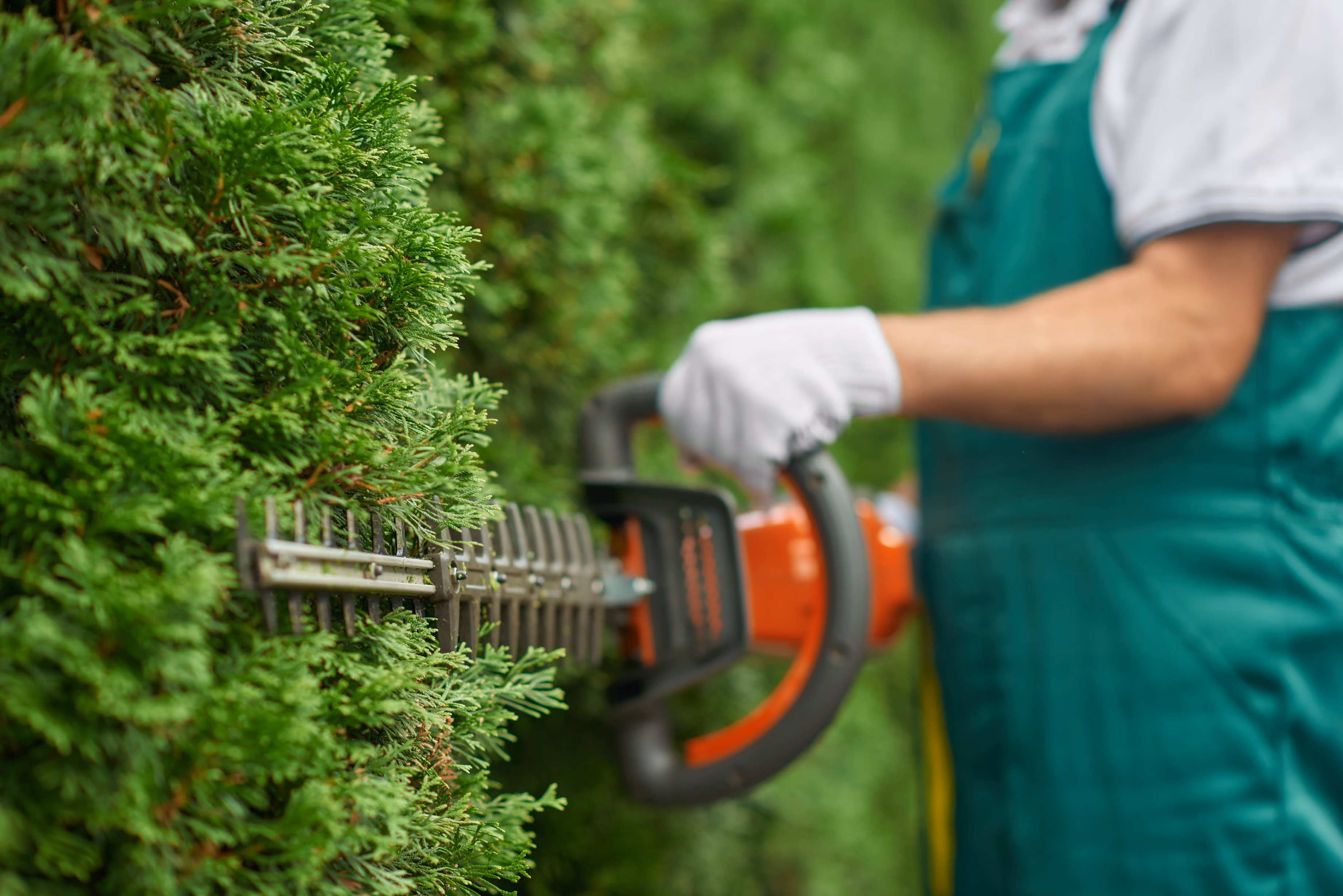 Person wearing a green apron and white gloves trimming a dense green hedge with an electric hedge trimmer.