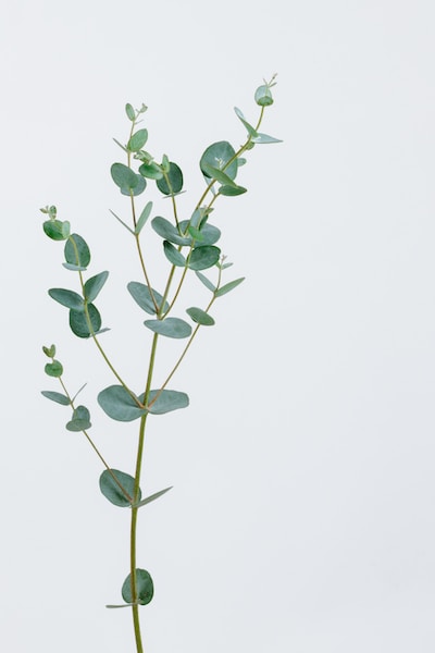 peaceful leaf on plant