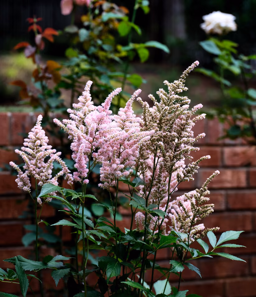Charlotte Rose Garden landscape by KFiles Design, Charlotte, North Carolina — photo 4 of 11