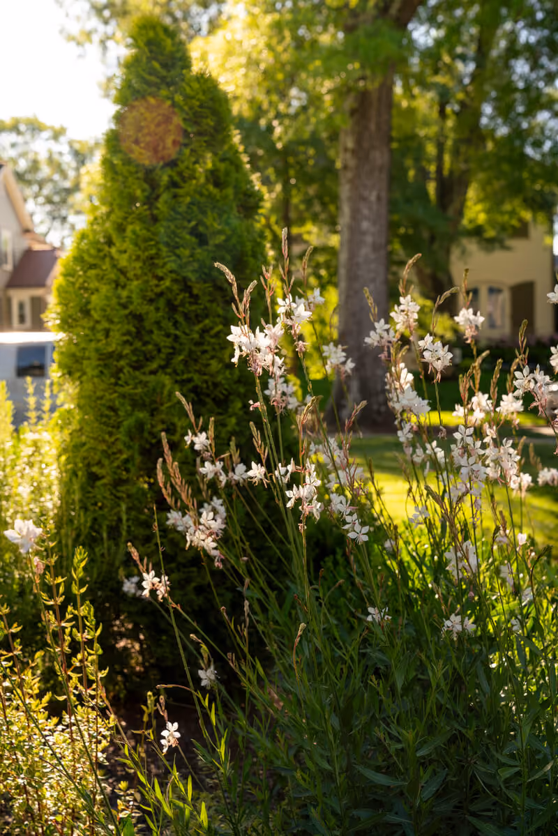 Perennial Curb Appeal garden by KFiles Design, Charlotte, North Carolina — photo 3 of 14