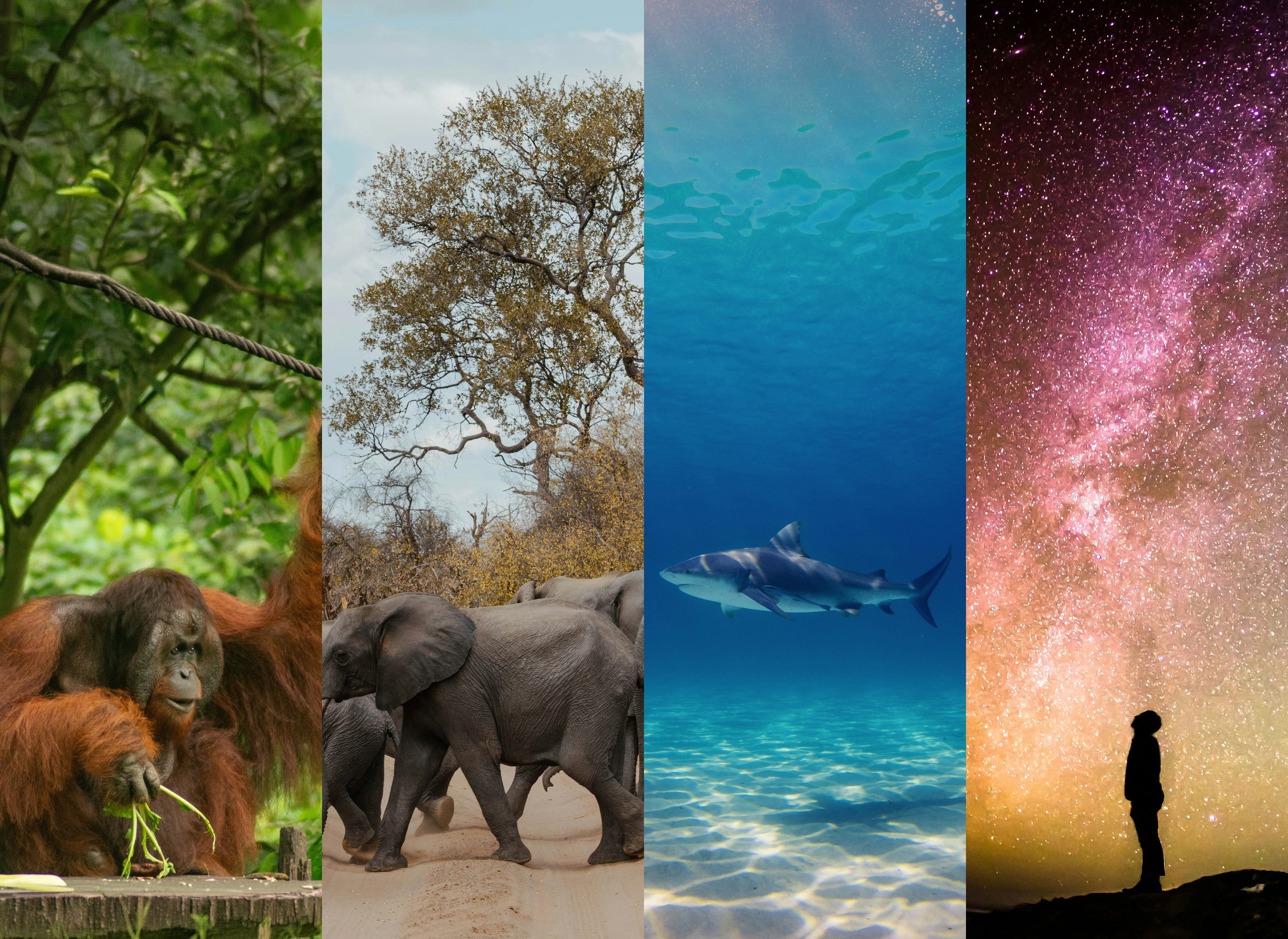 Collage of an orangutan, elephants, a shark and a child under the Milky Way
