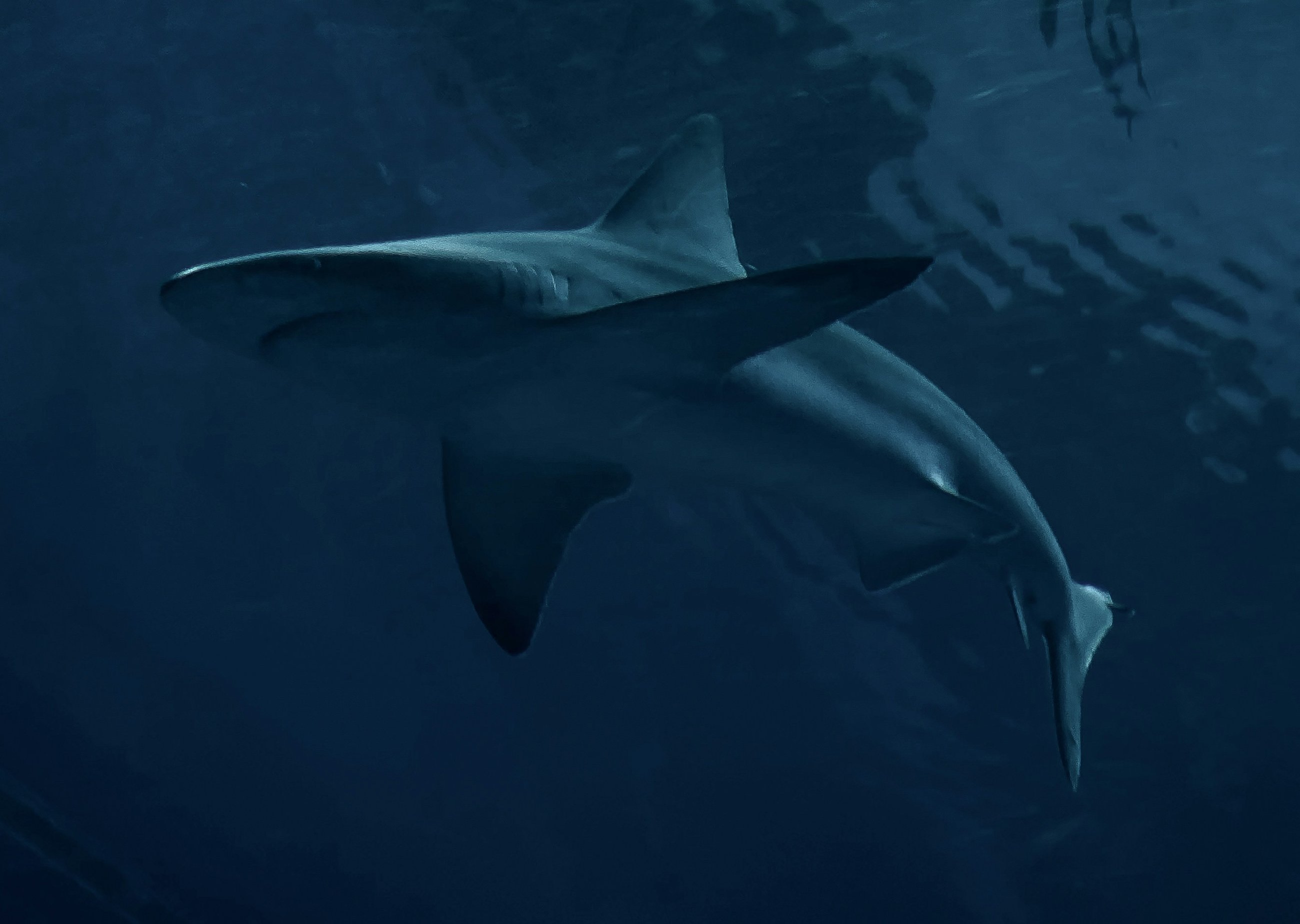 Shark swimming in the open ocean