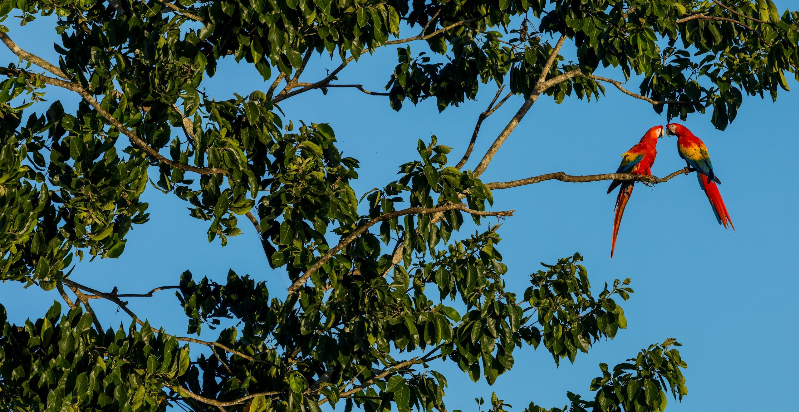 Two scarlet macaws perched in the rainforest canopy