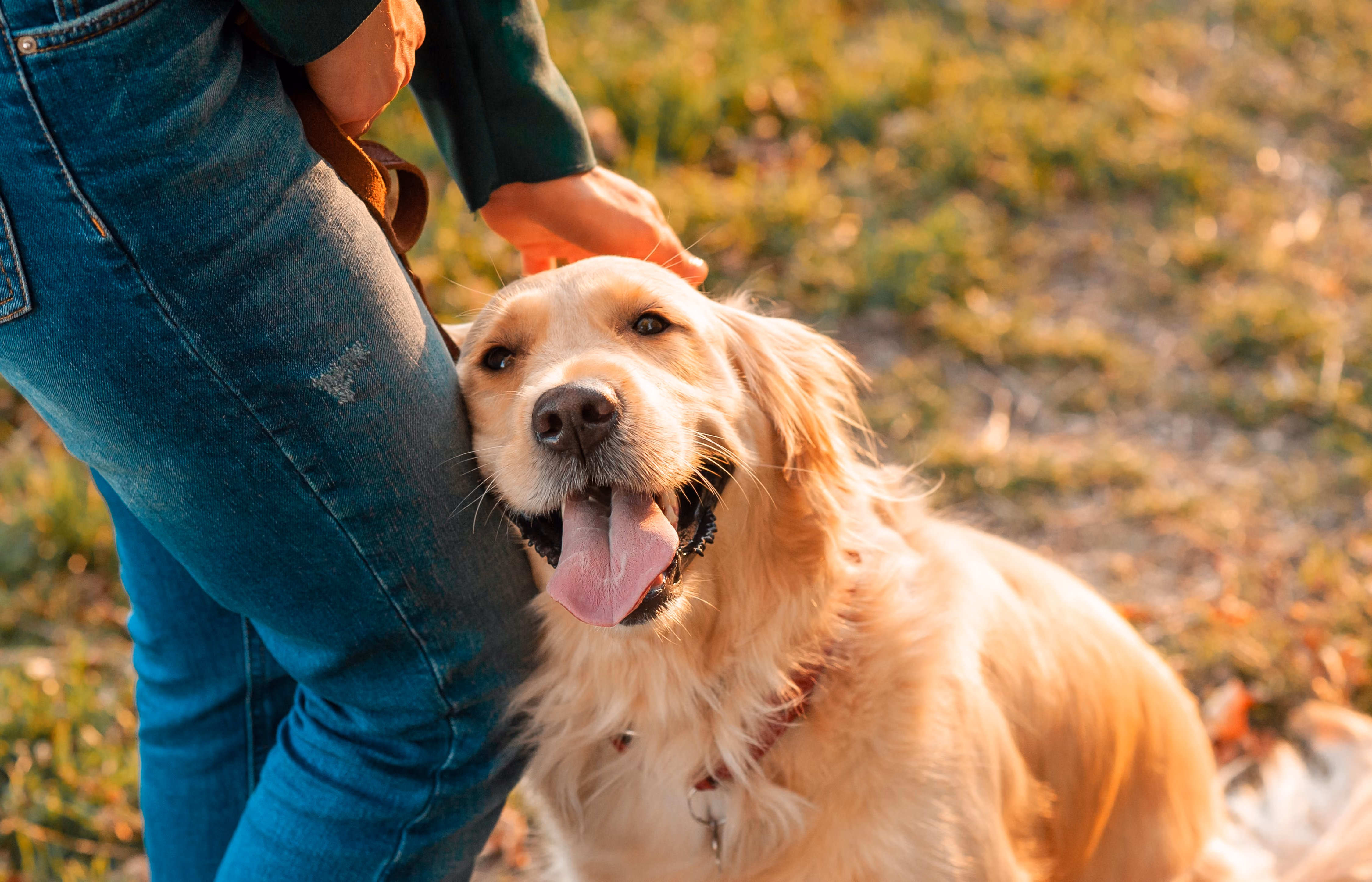 Dog Stock Image
