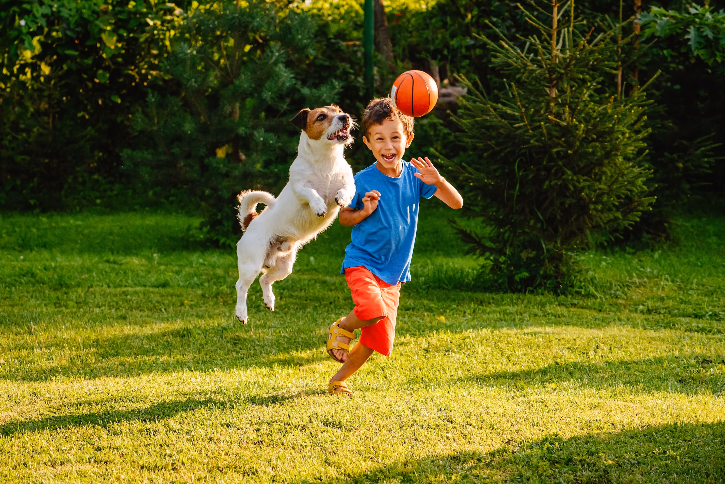 Child with dog stock image