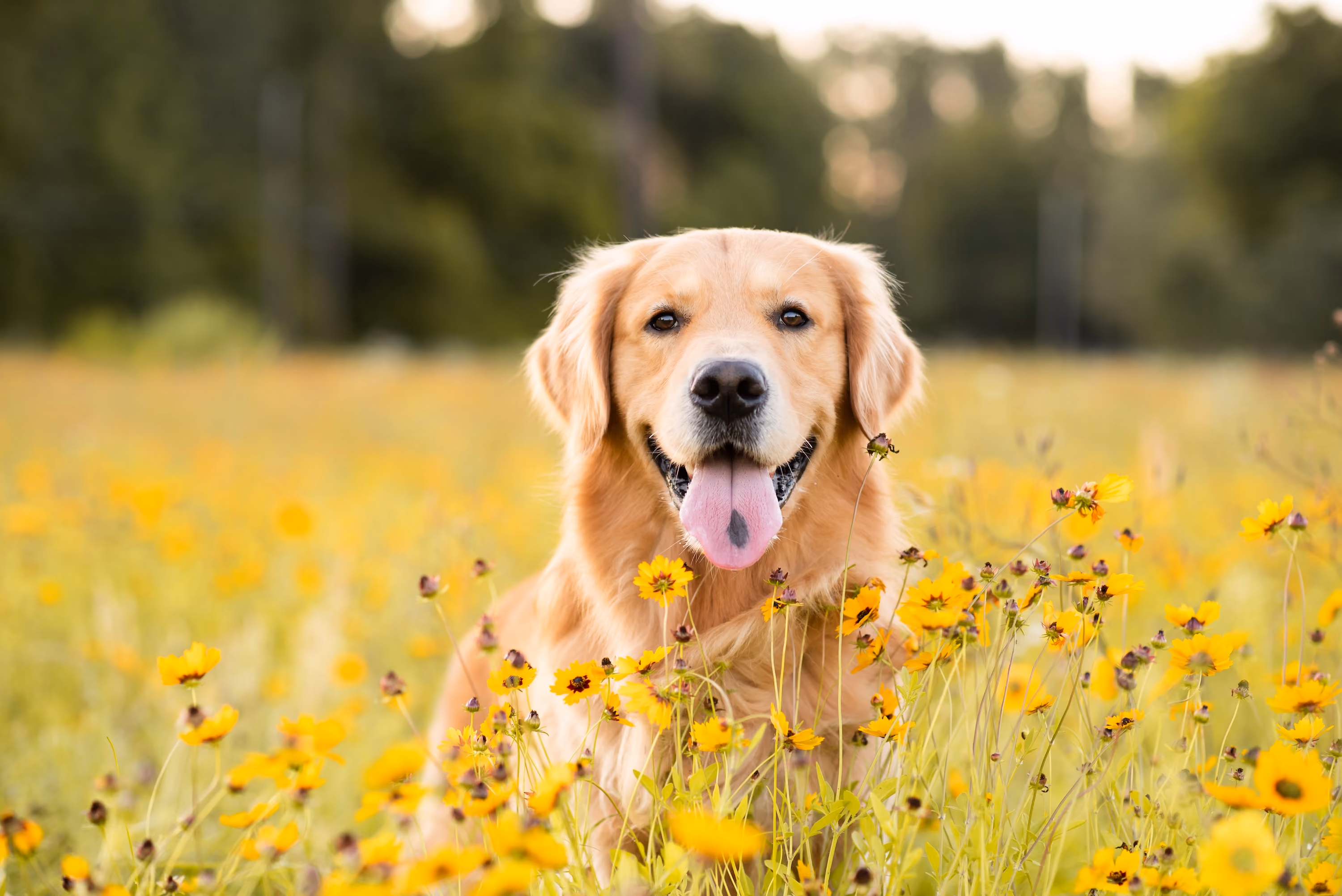 Dog stock image 