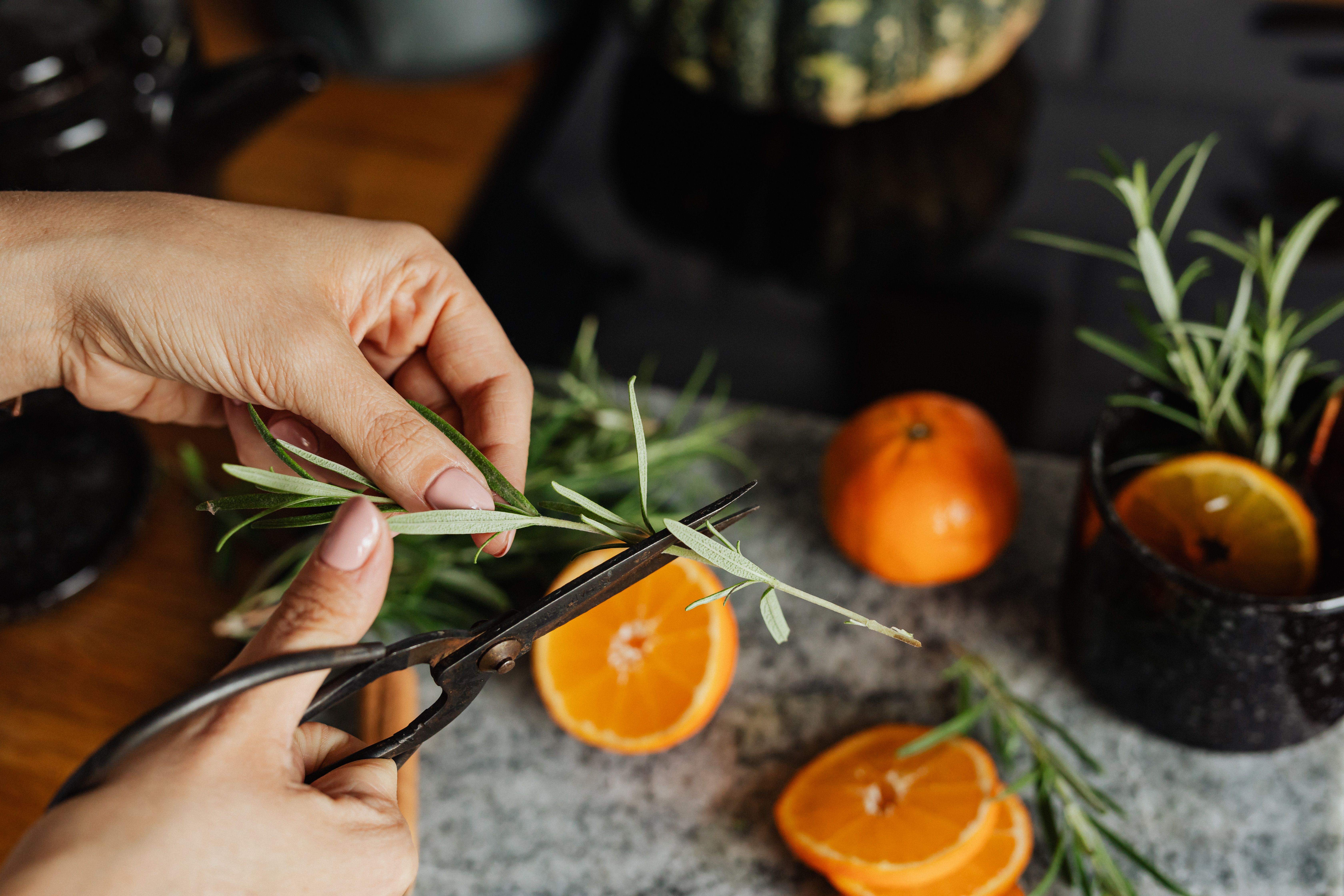 Hands trimming fresh rosemary beside sliced oranges and clementines on a stone counter.