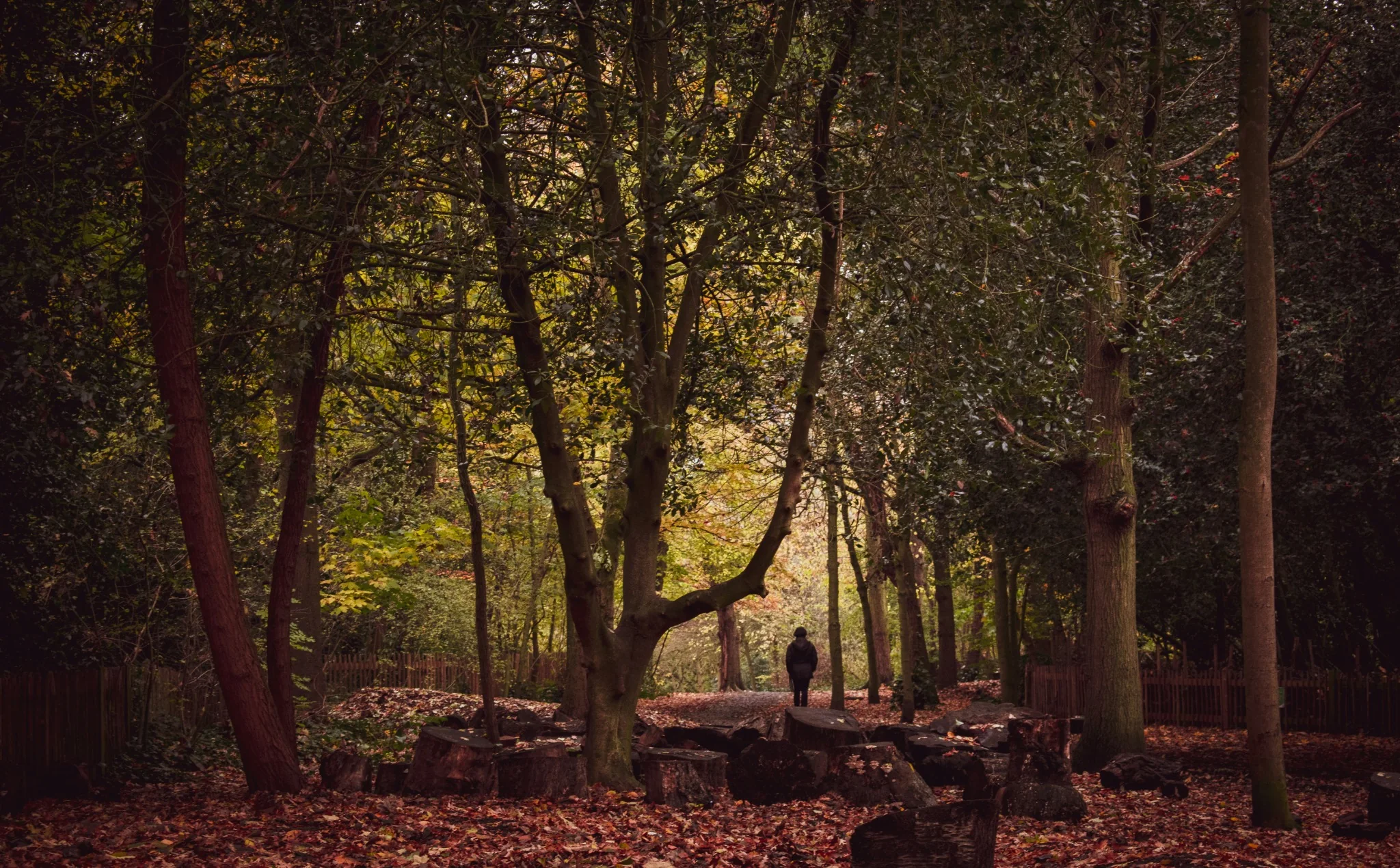 Woodland path beneath the trees