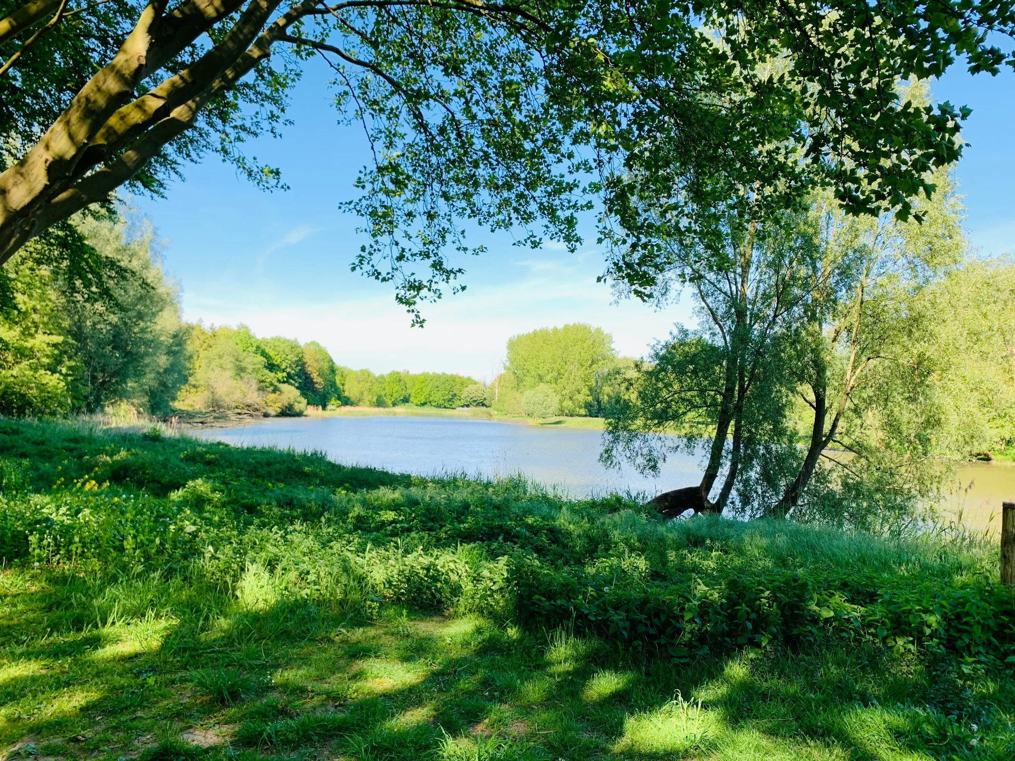 Tree-lined lakeside and green space