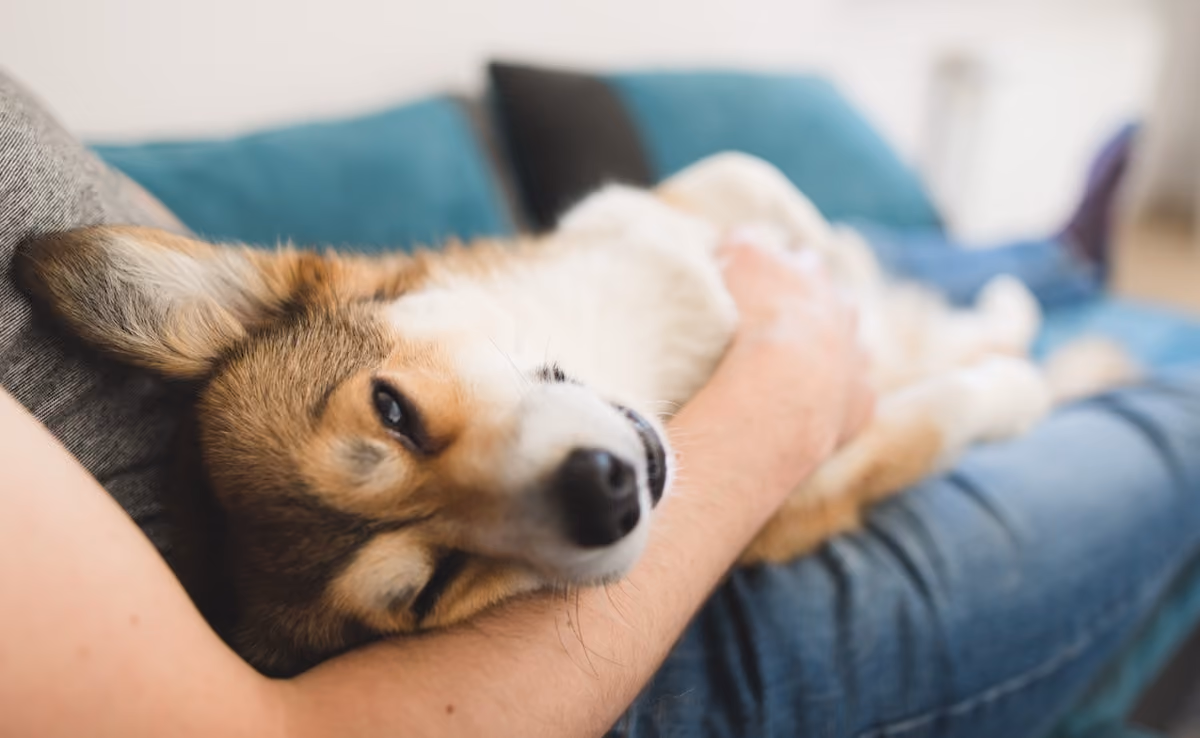Dog getting belly rubs