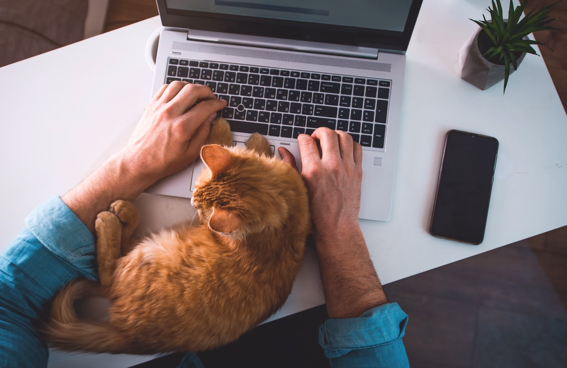 Working from home with orange cat