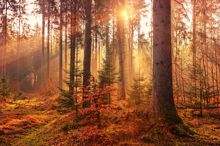 Low sunlight breaking through tall autumn trees