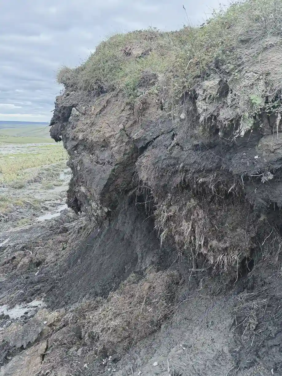 Eroding headwall of a thaw slump exposing dark carbon-rich permafrost soil beneath the tundra surface