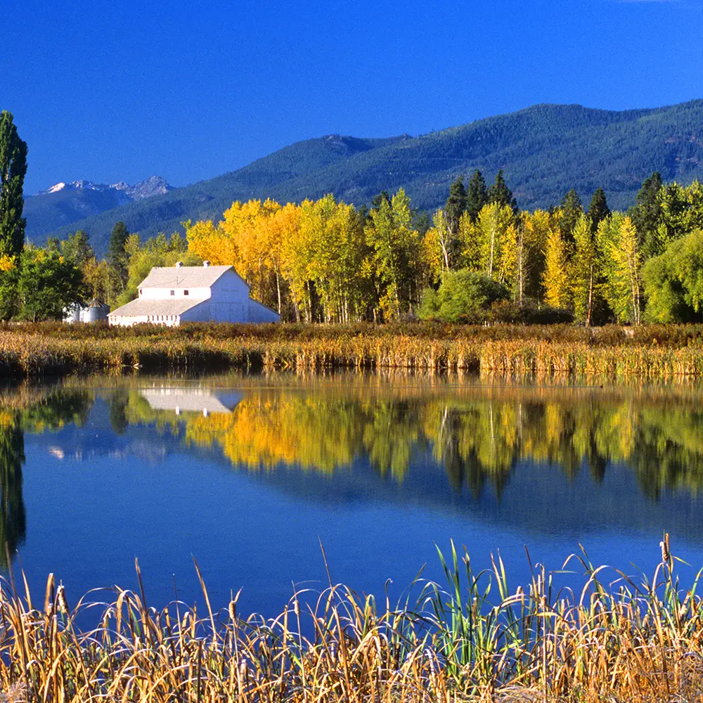 A serene landscape in Montana with a white barn surrounded by yellow and green trees, set against blue forested mountains and clear blue sky, reflected on a calm pond with reeds in the foreground.