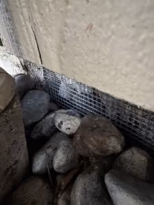 Close the siding-to-foundation gap.
