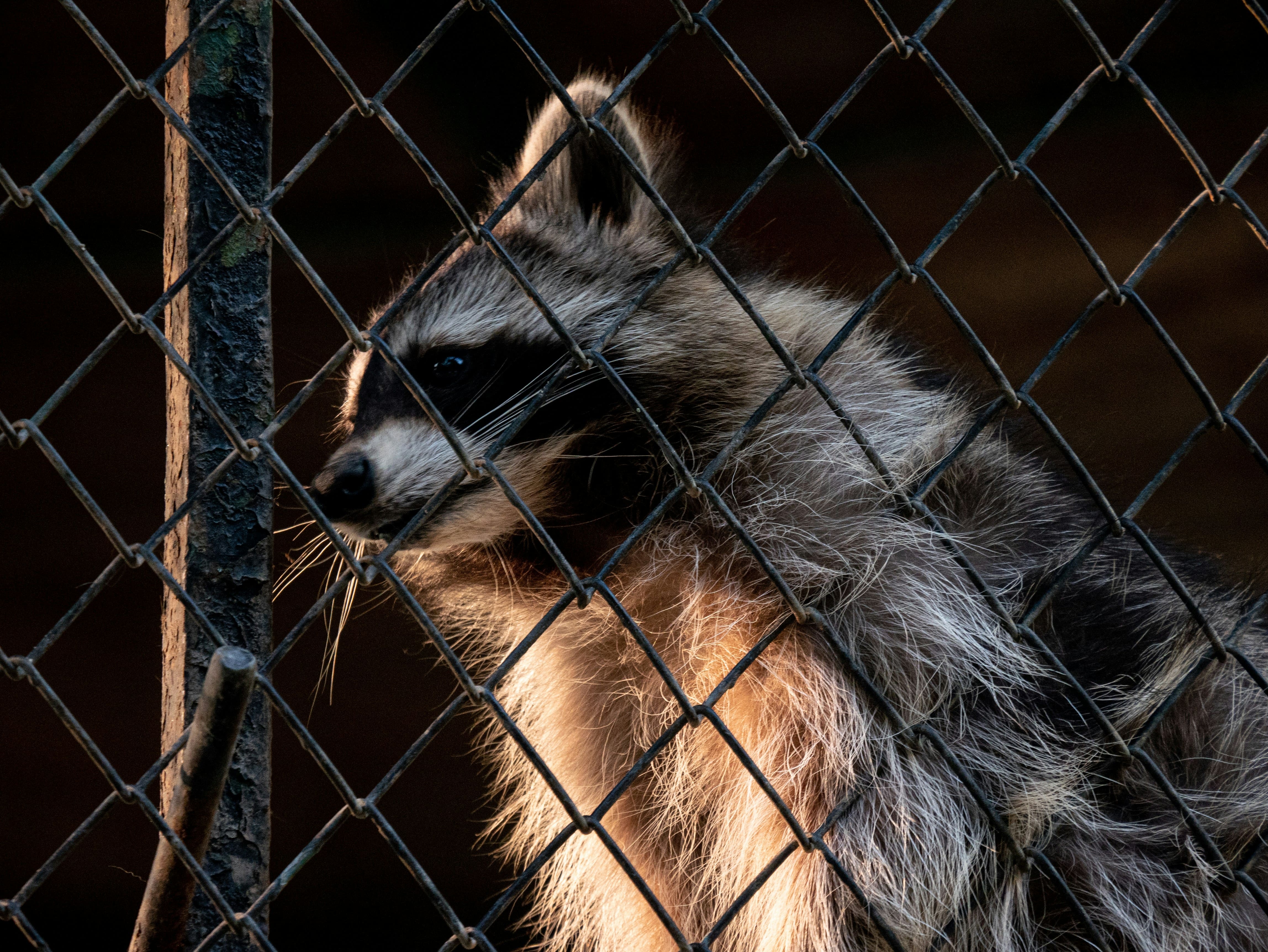 Raccoon representing humane wildlife removal