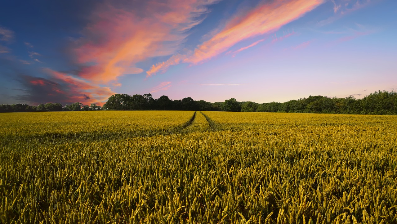 Crop field beneath a colourful evening sky