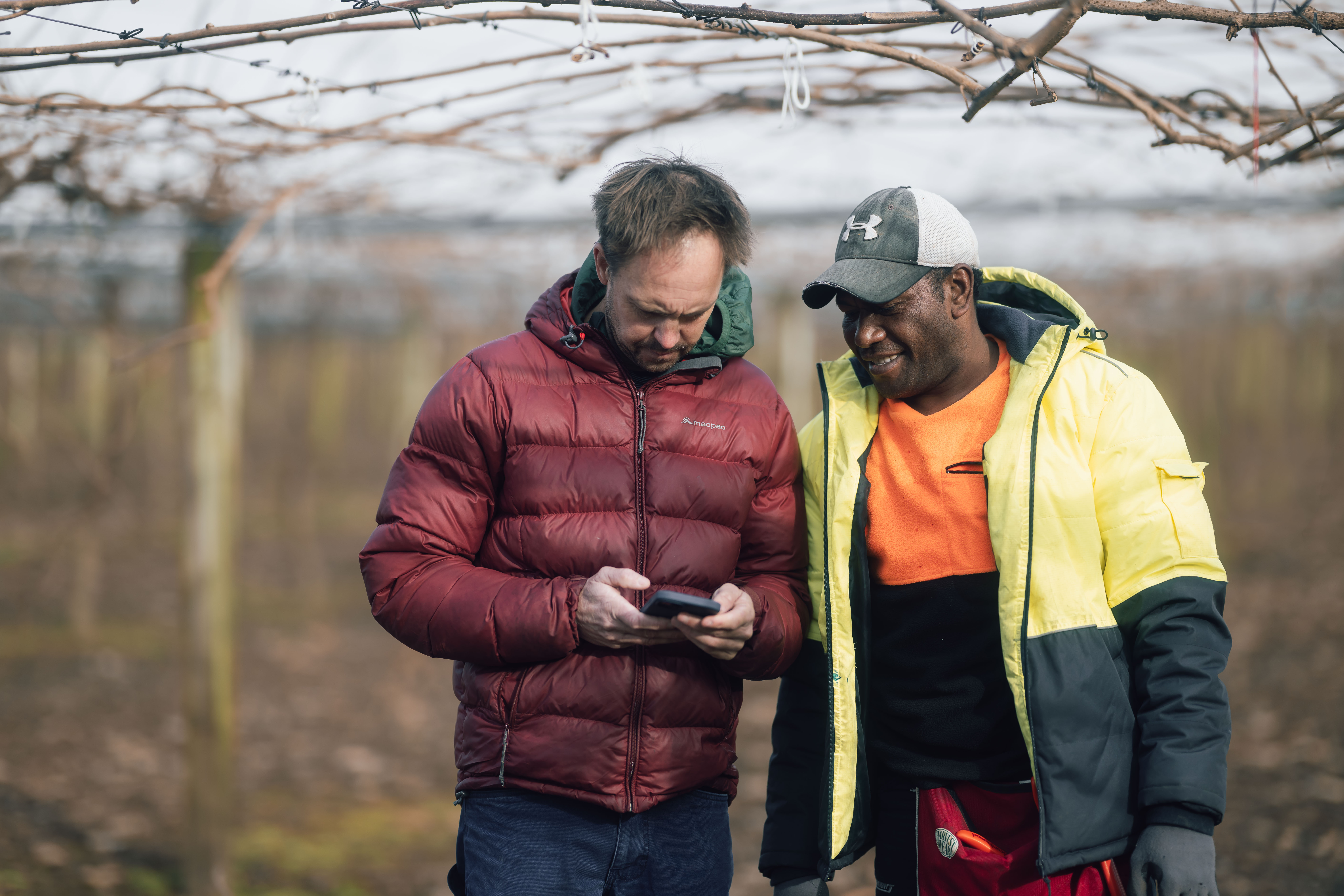Two people working beneath kiwifruit vines
