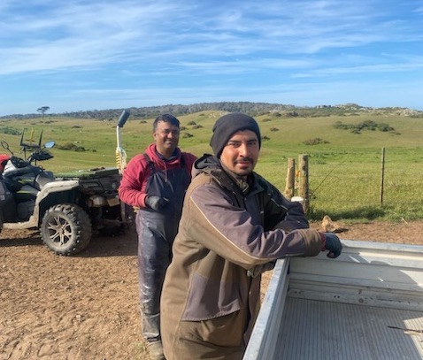 Smiles all around at Van Dairy as farm workers go about their daily tasks