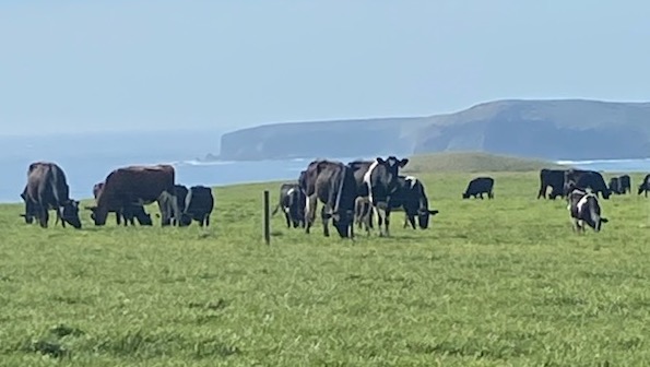 Van Dairy farms sprawl across expansive, rolling hills, offering cows the freedom to graze in wide, open spaces.