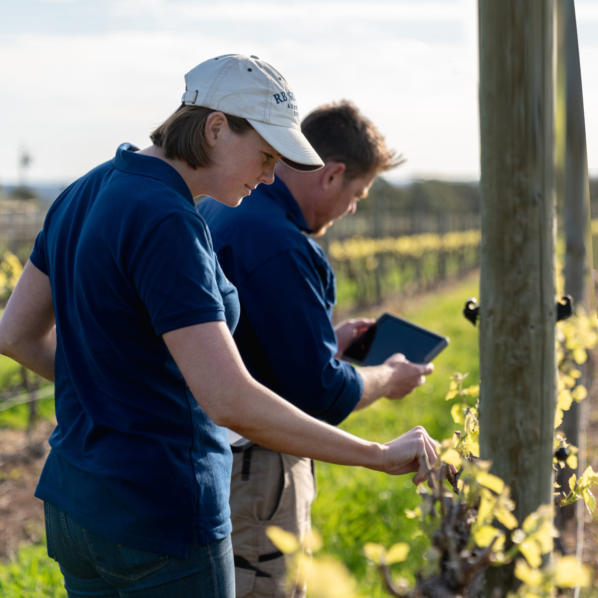 Two workers tending vines in a vineyard