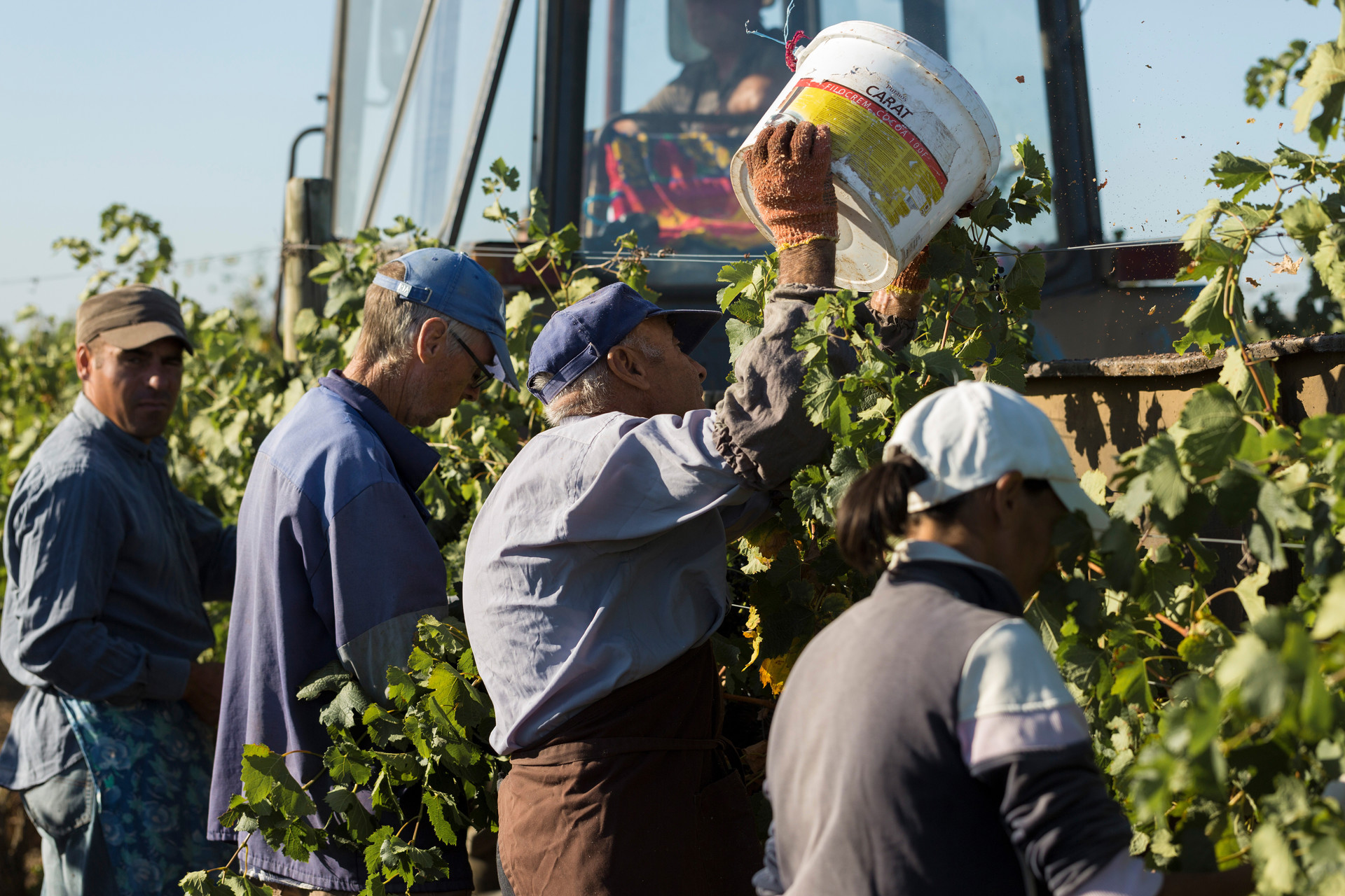 Farmers harvesting grapes in a vineyard