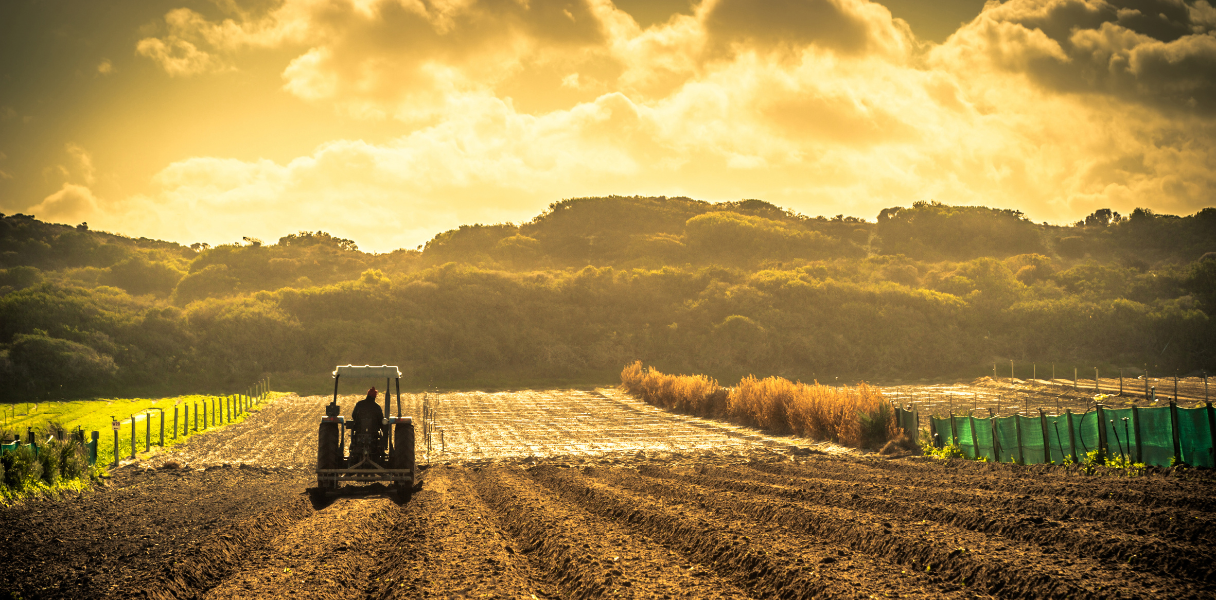 Farm workers riding a tractor through fields at sunset
