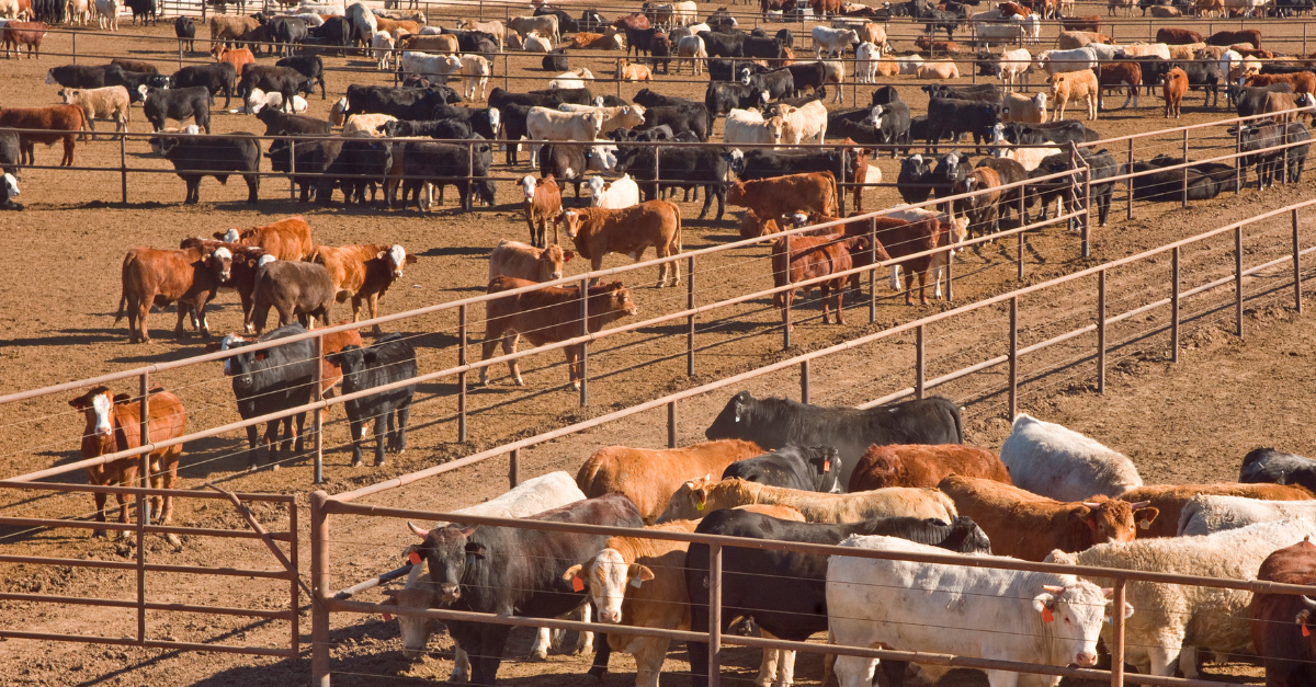 Cattle in feedlot pens