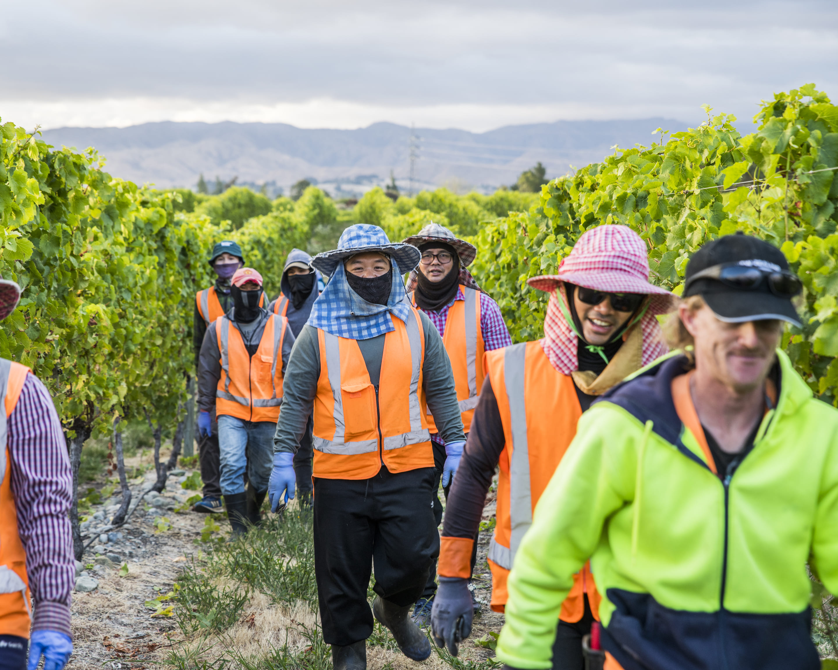 Photo: New Zealand Winegrowers Inc., Nautilus Estate, Photo Richard Briggs