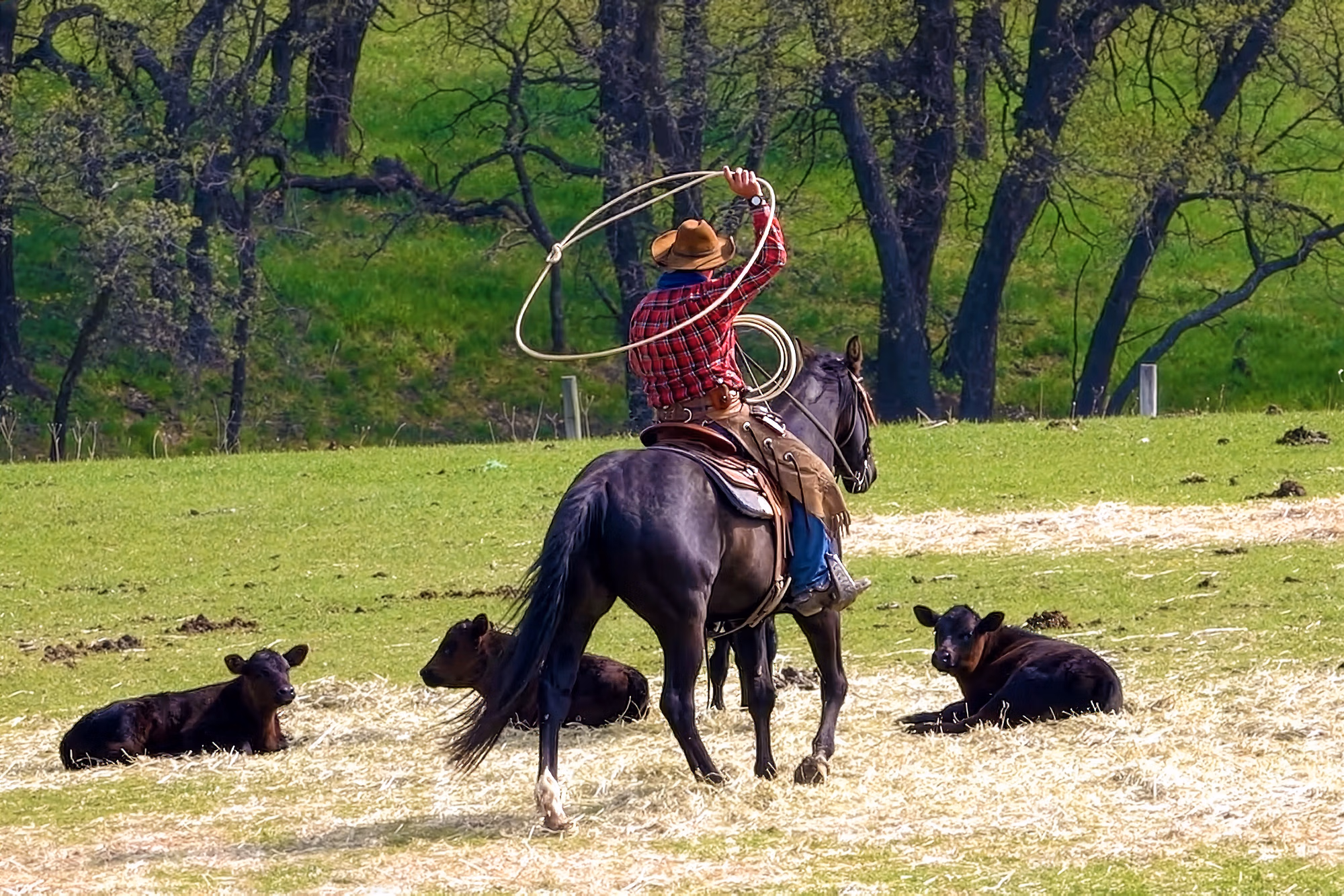Ein Cowboy zu Pferd schwingt ein Lasso durch die Luft.