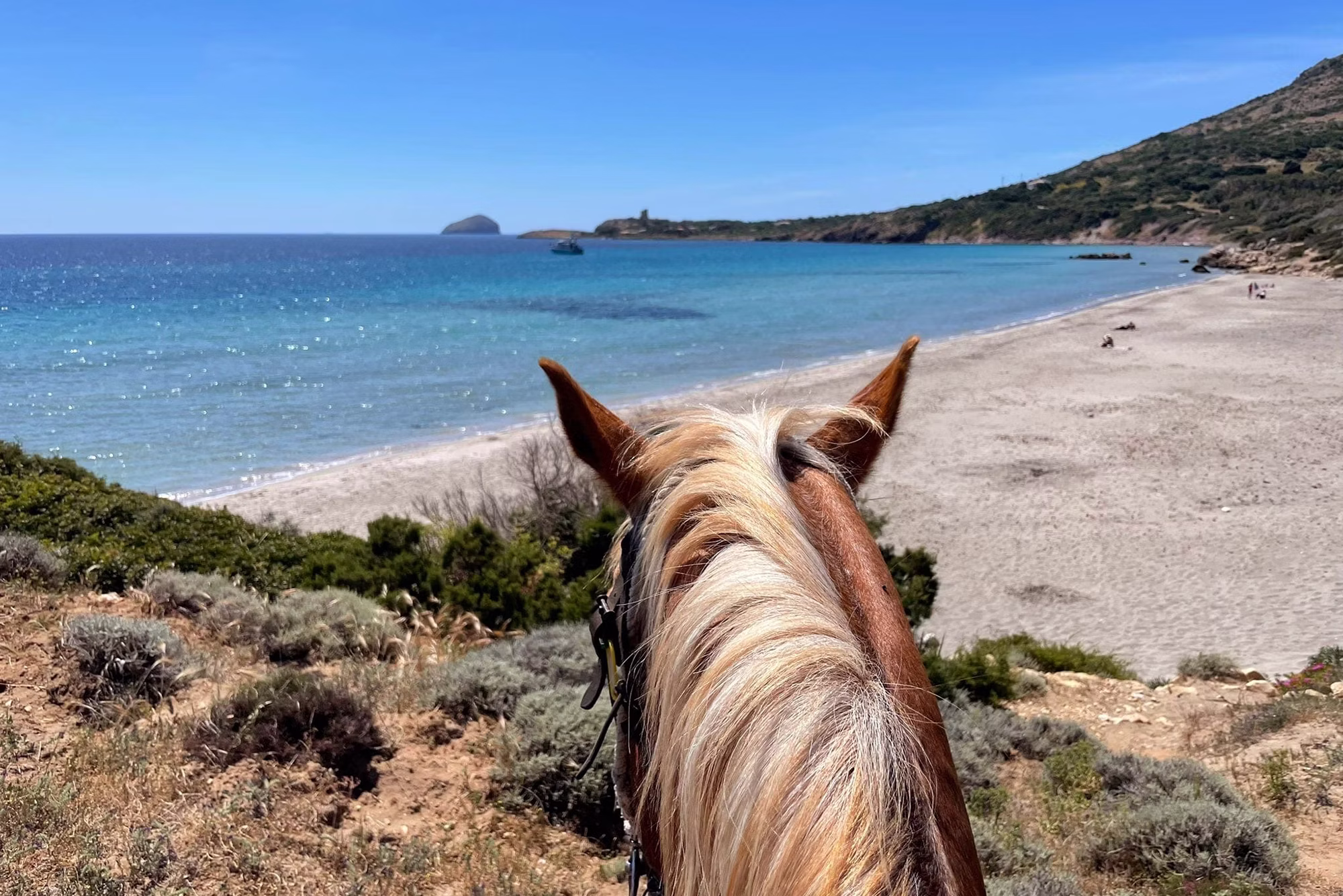 Blick zwischen den Pferdeohren auf einen langen Sandstrand und das türkisfarbene Meer.