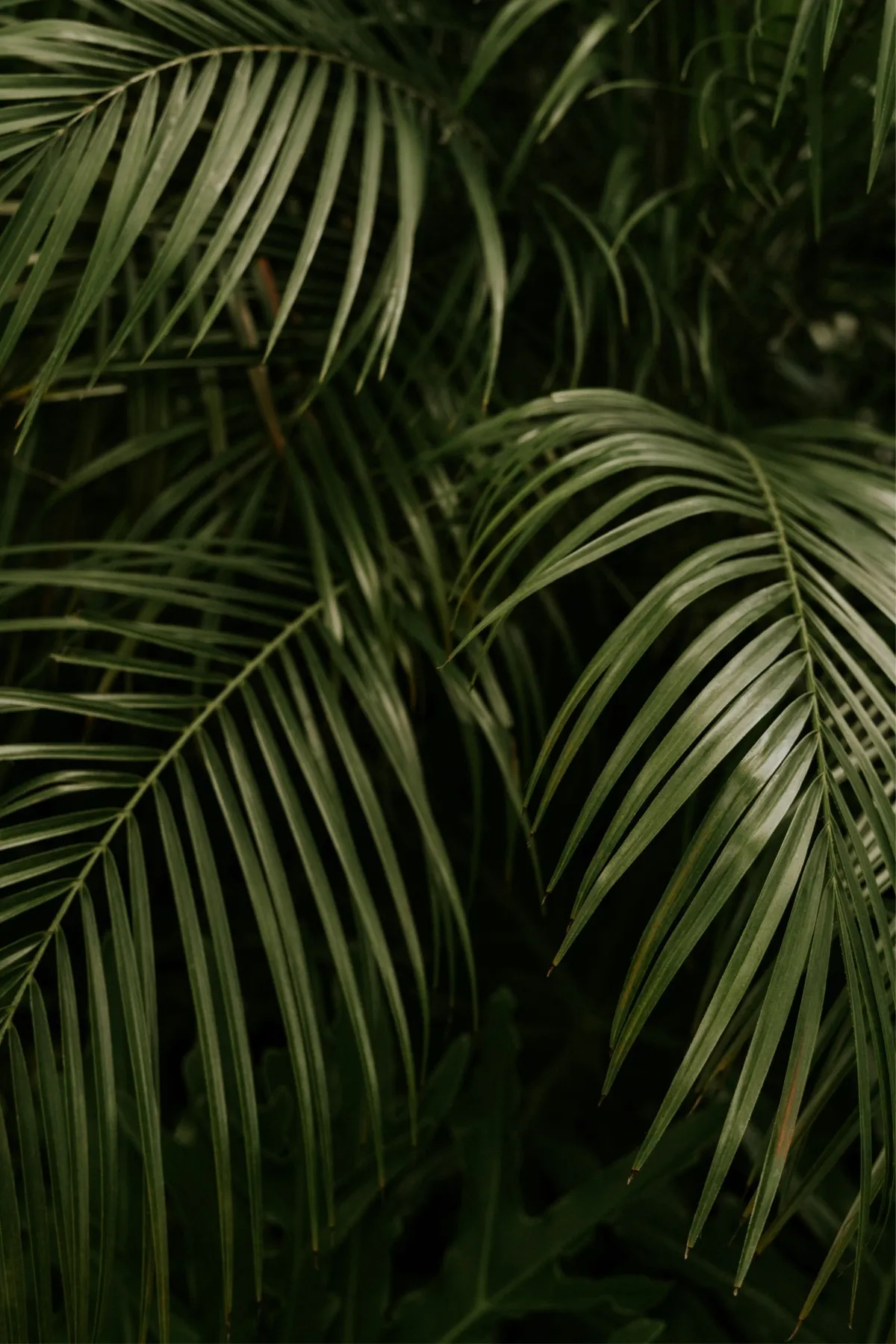 Weelderige palmbladeren