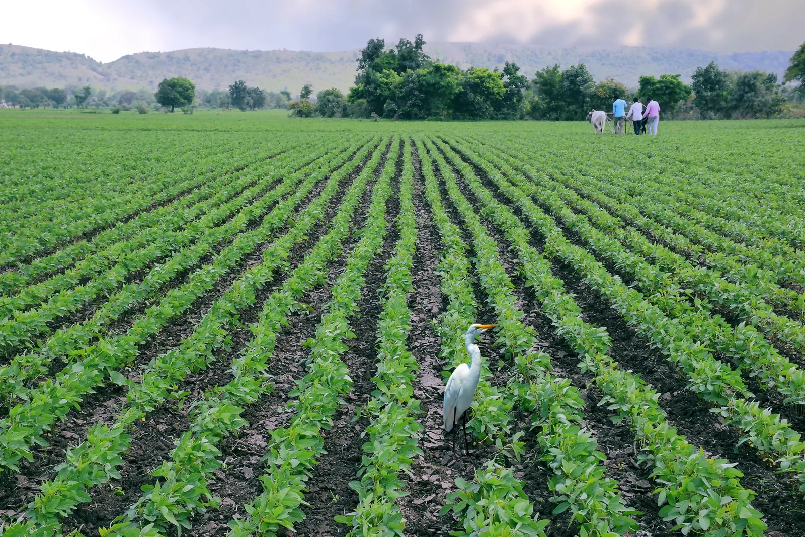 Rows of young soybean plants in a farm field with an egret in the foreground and farmers walking at the far edge