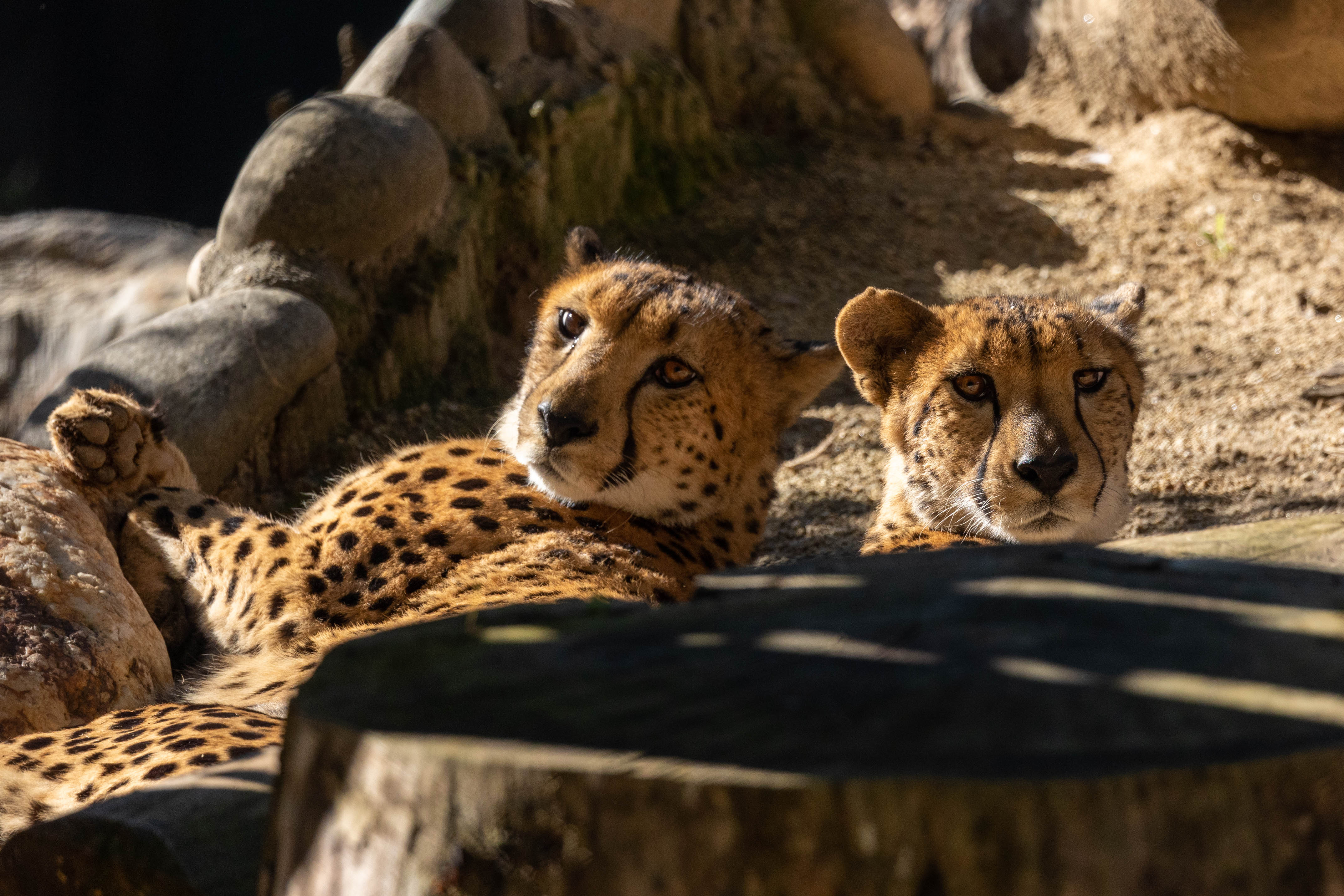 Cheetahs laying down stock image