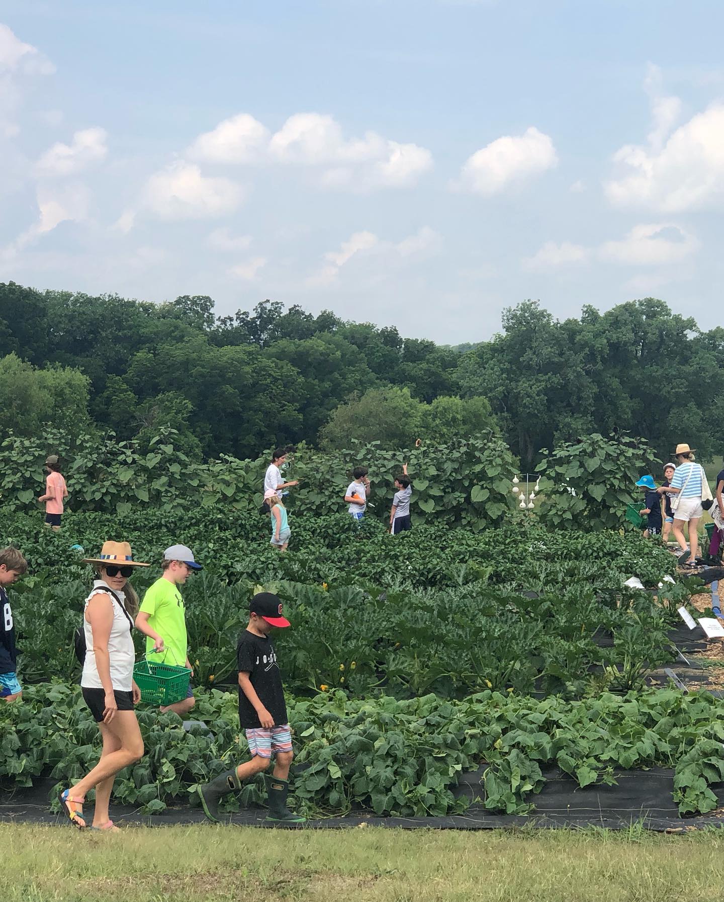 Pickers working their way down a row at Pure Land Farm
