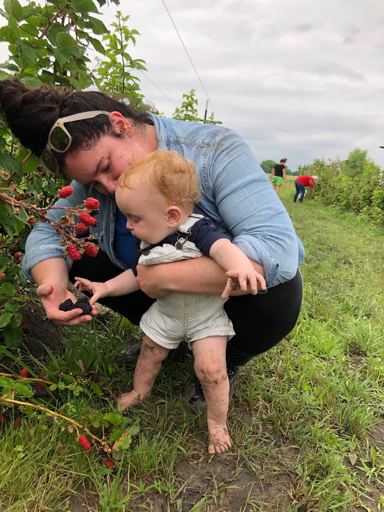 A toddler picking blackberries with a grown-up at Pure Land Farm