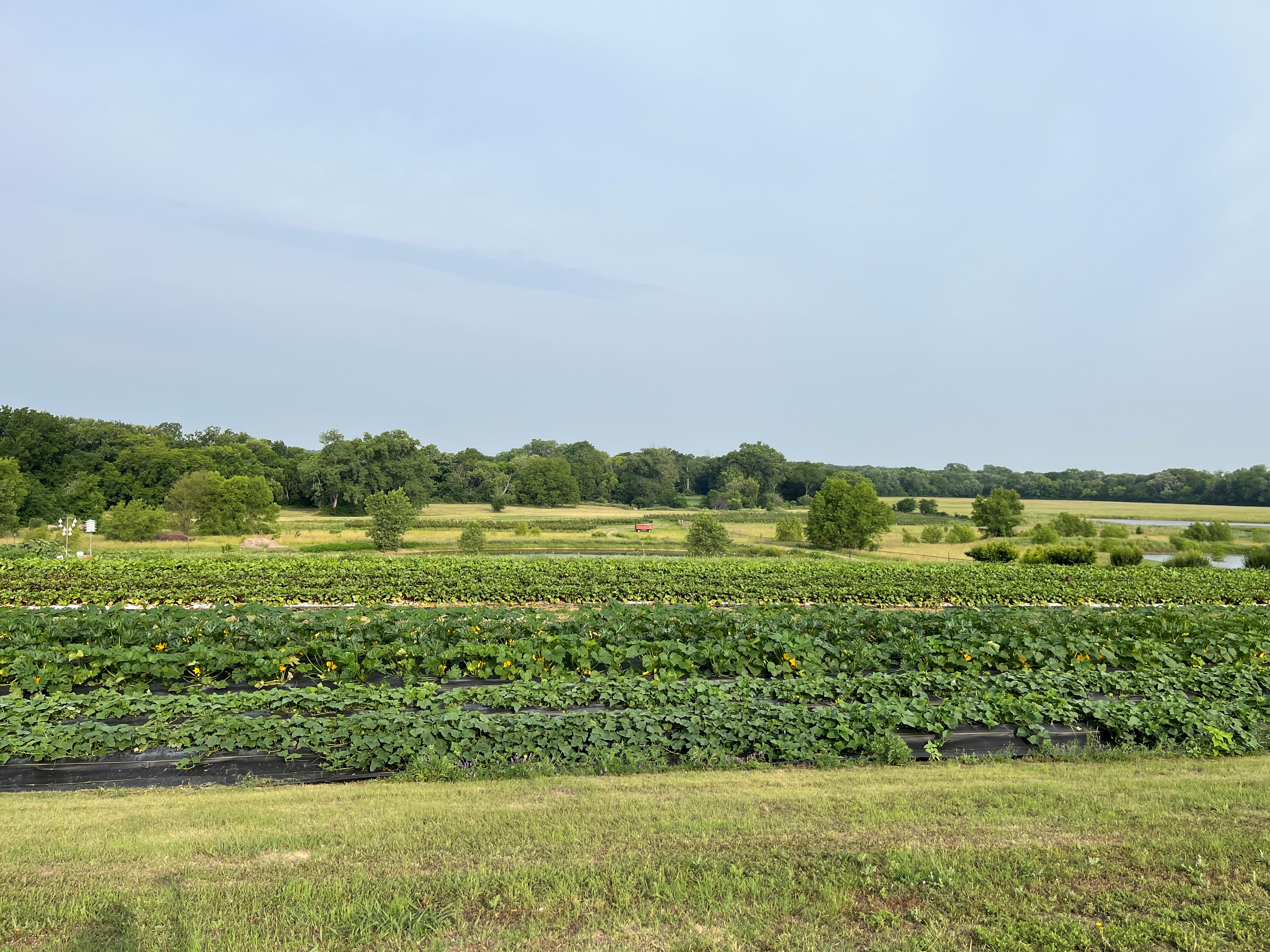 Rows of crops ready to pick at Pure Land Farm