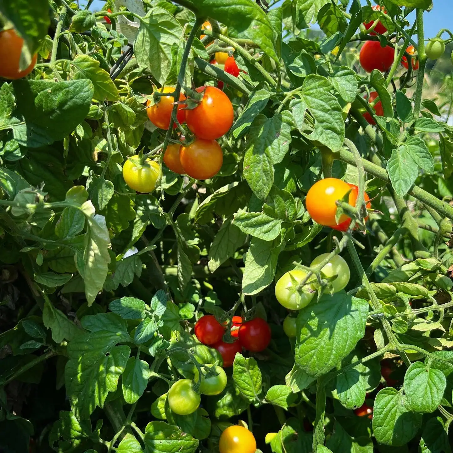 Red and yellow cherry tomatoes ripening on the vine at Pure Land Farm
