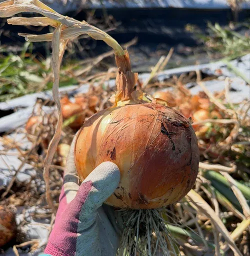 Onions at Pure Land Farm