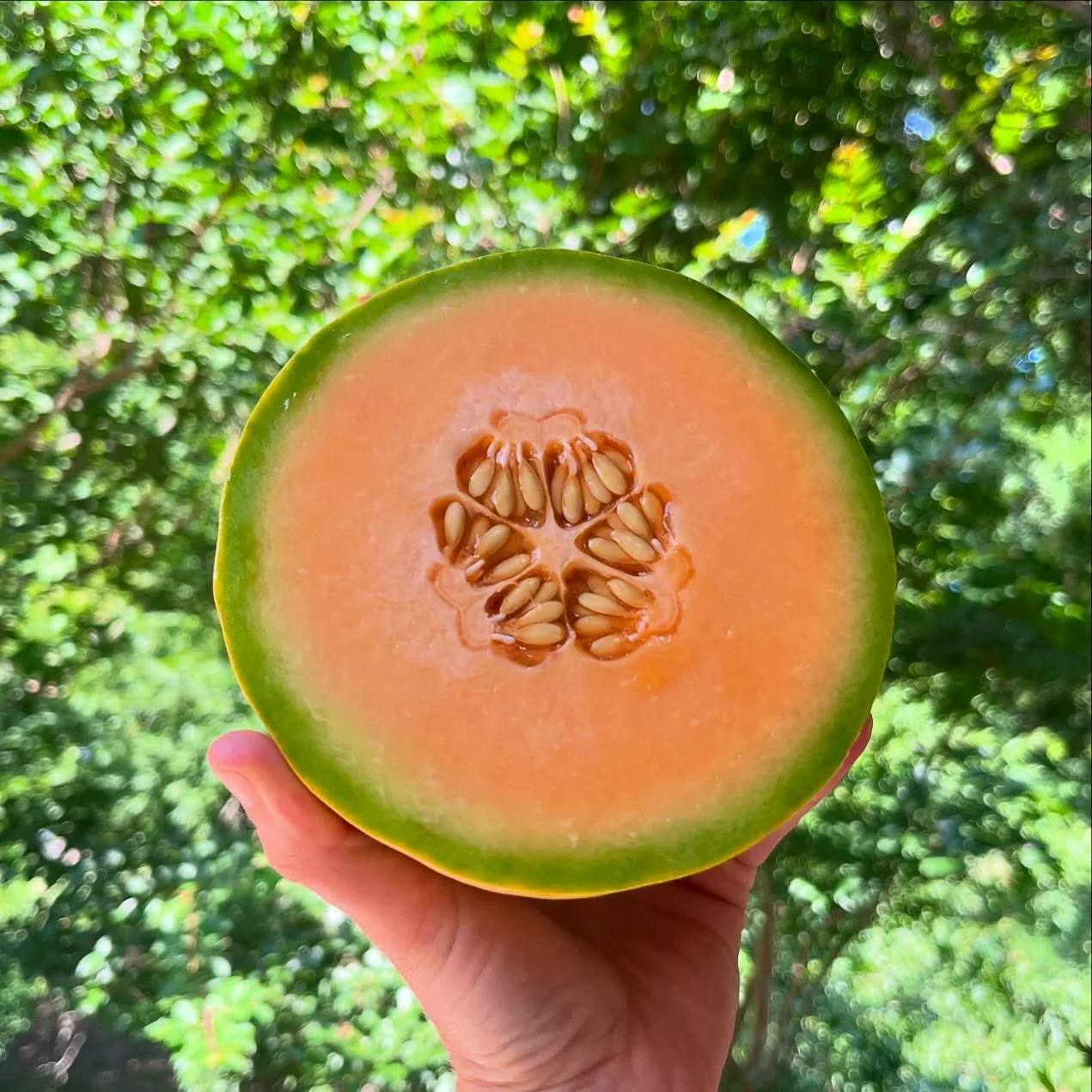 A halved cantaloupe held up in the field at Pure Land Farm