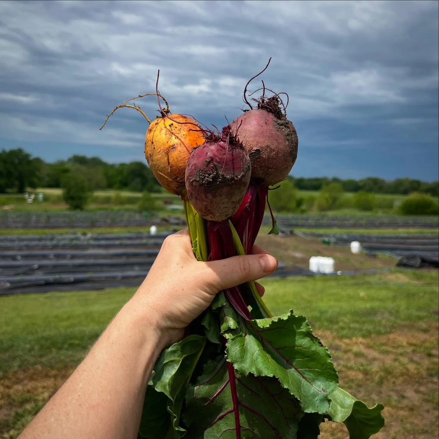 Freshly pulled beets held by their greens at Pure Land Farm
