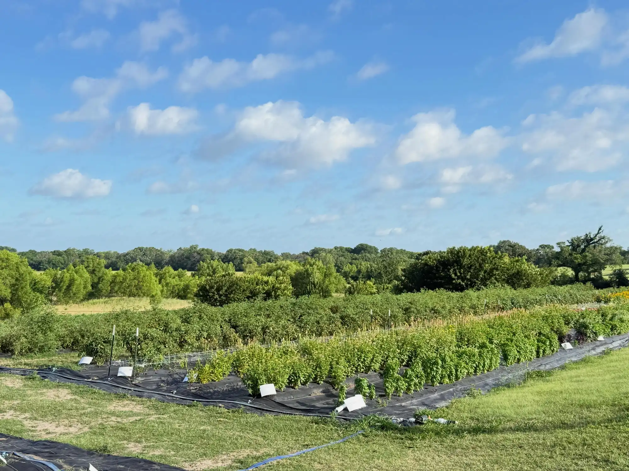 Rows of vegetables under a wide Texas sky at Pure Land Farm in McKinney