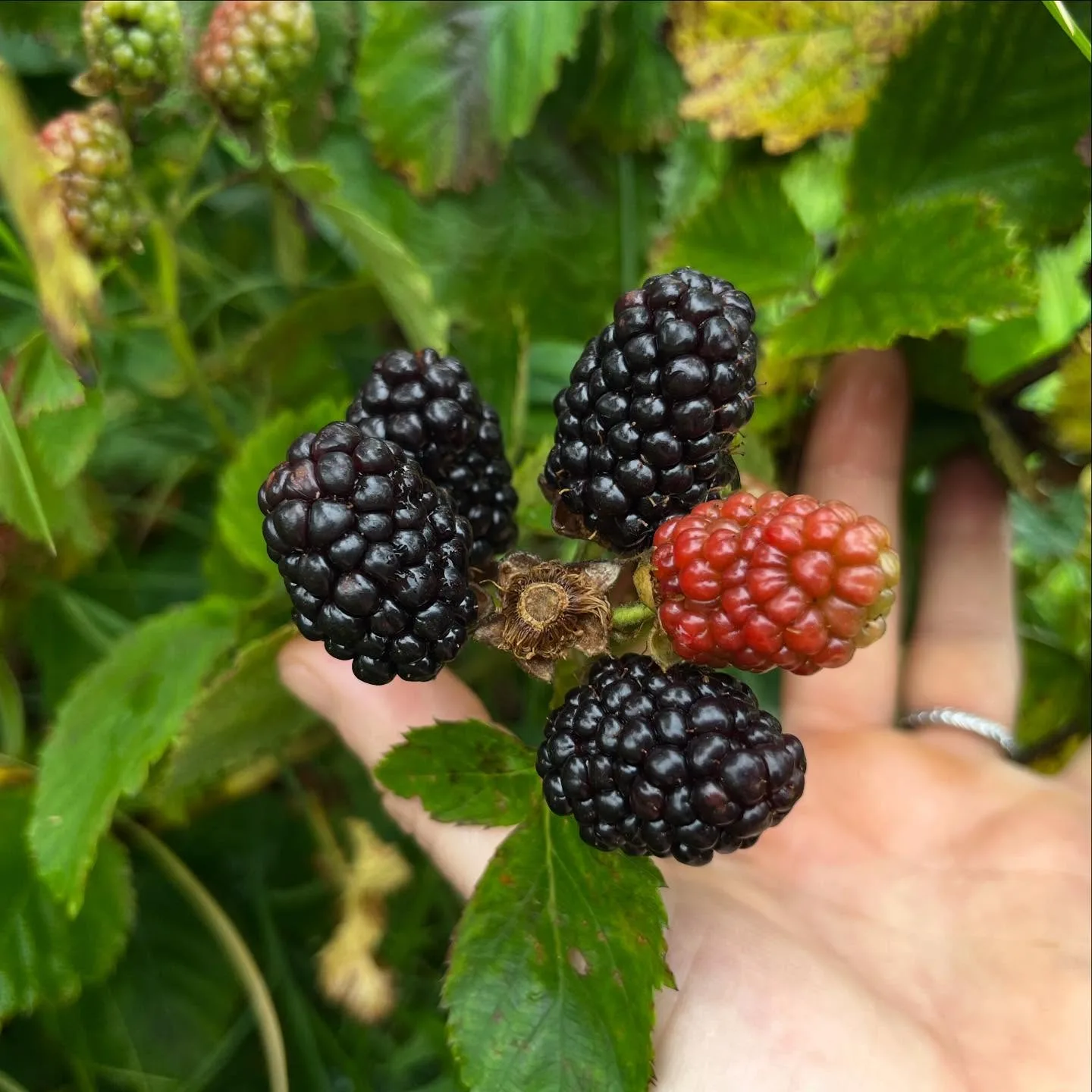 Blackberries at Pure Land Farm