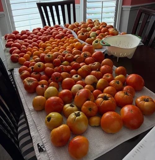 Tomatoes ripening on a table at Pure Land Farm