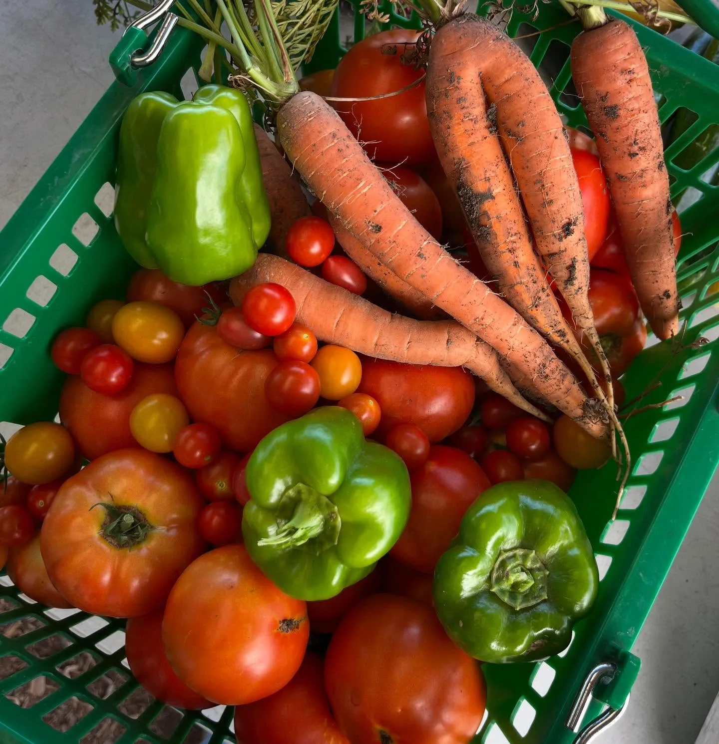 A crate of just-picked tomatoes, peppers and carrots at Pure Land Farm