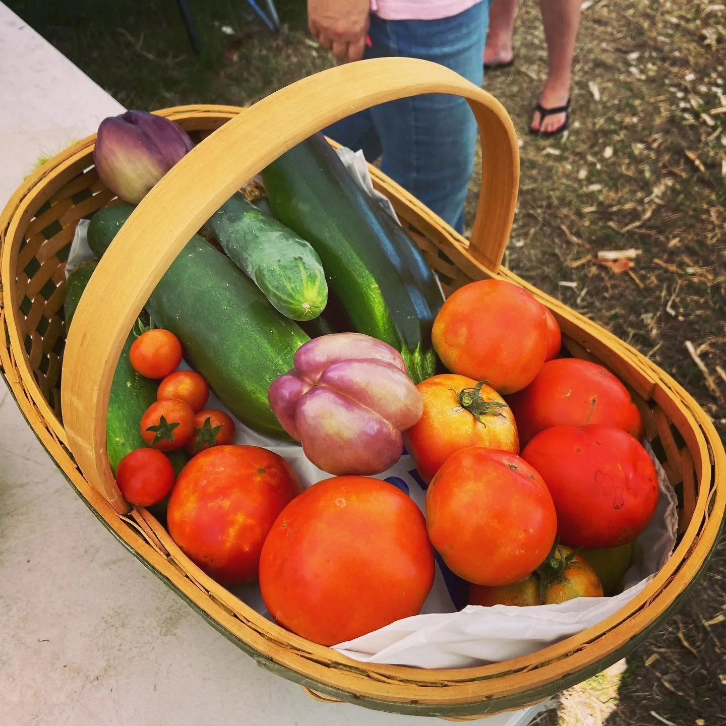 A basket of cucumbers, squash, tomatoes and onions picked at Pure Land Farm
