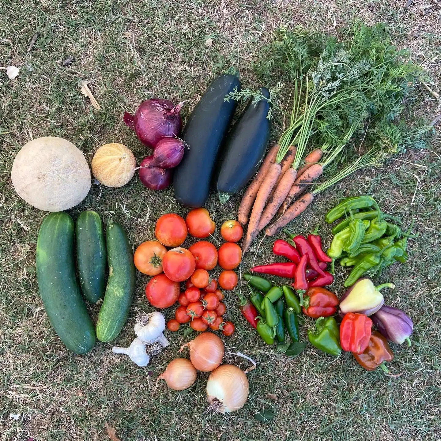 A u-pick harvest of melon, squash, carrots, tomatoes, peppers, onions and garlic from Pure Land Farm