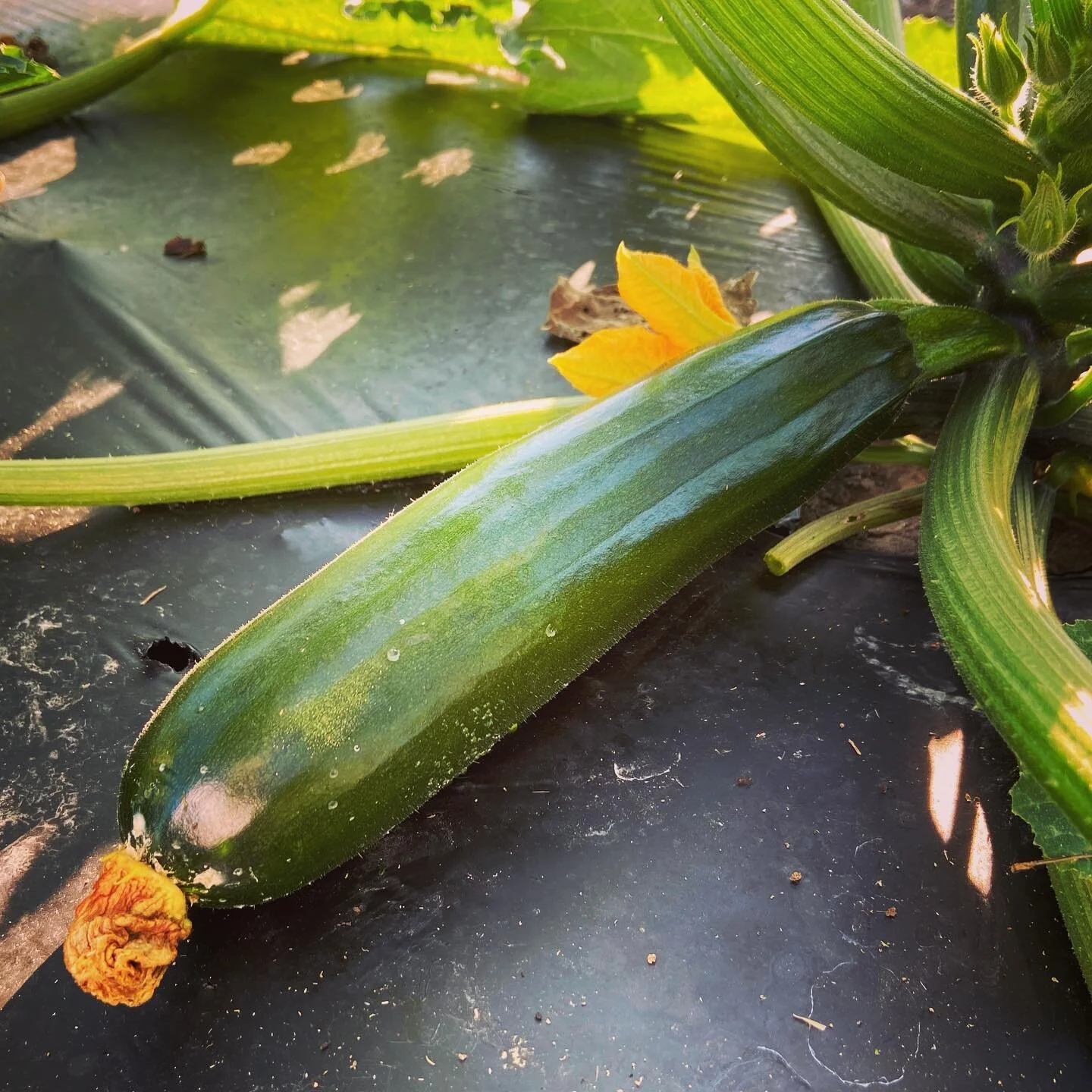 Summer squash at Pure Land Farm